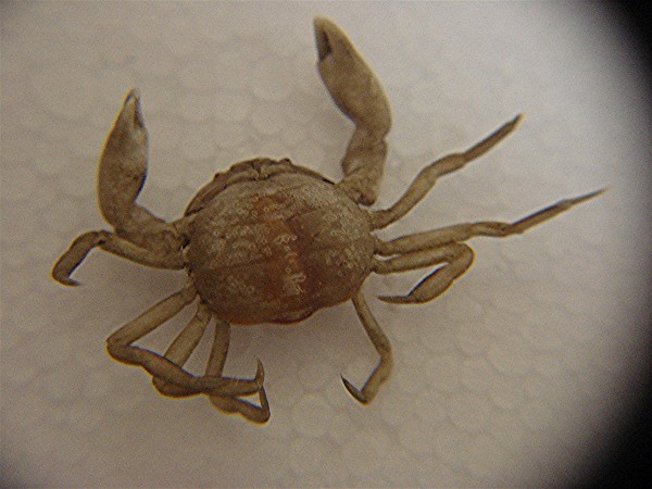 Pinnotheres pisum